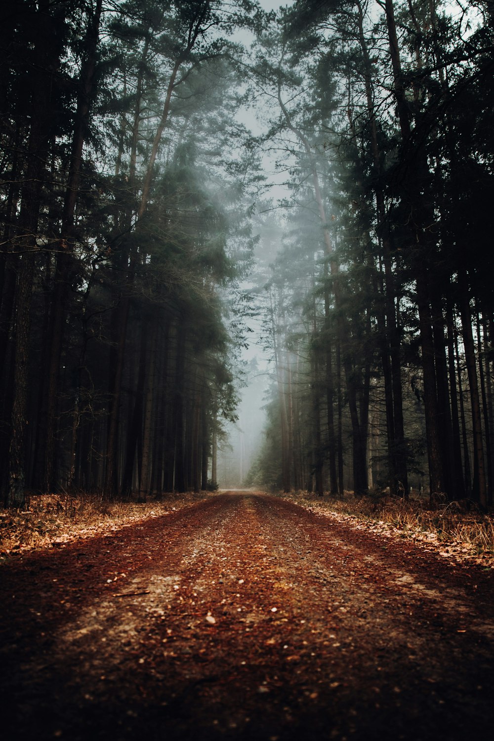 uma estrada de terra no meio de uma floresta