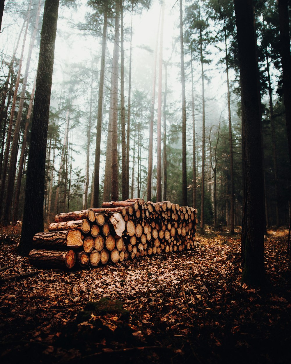 a pile of logs sitting in the middle of a forest