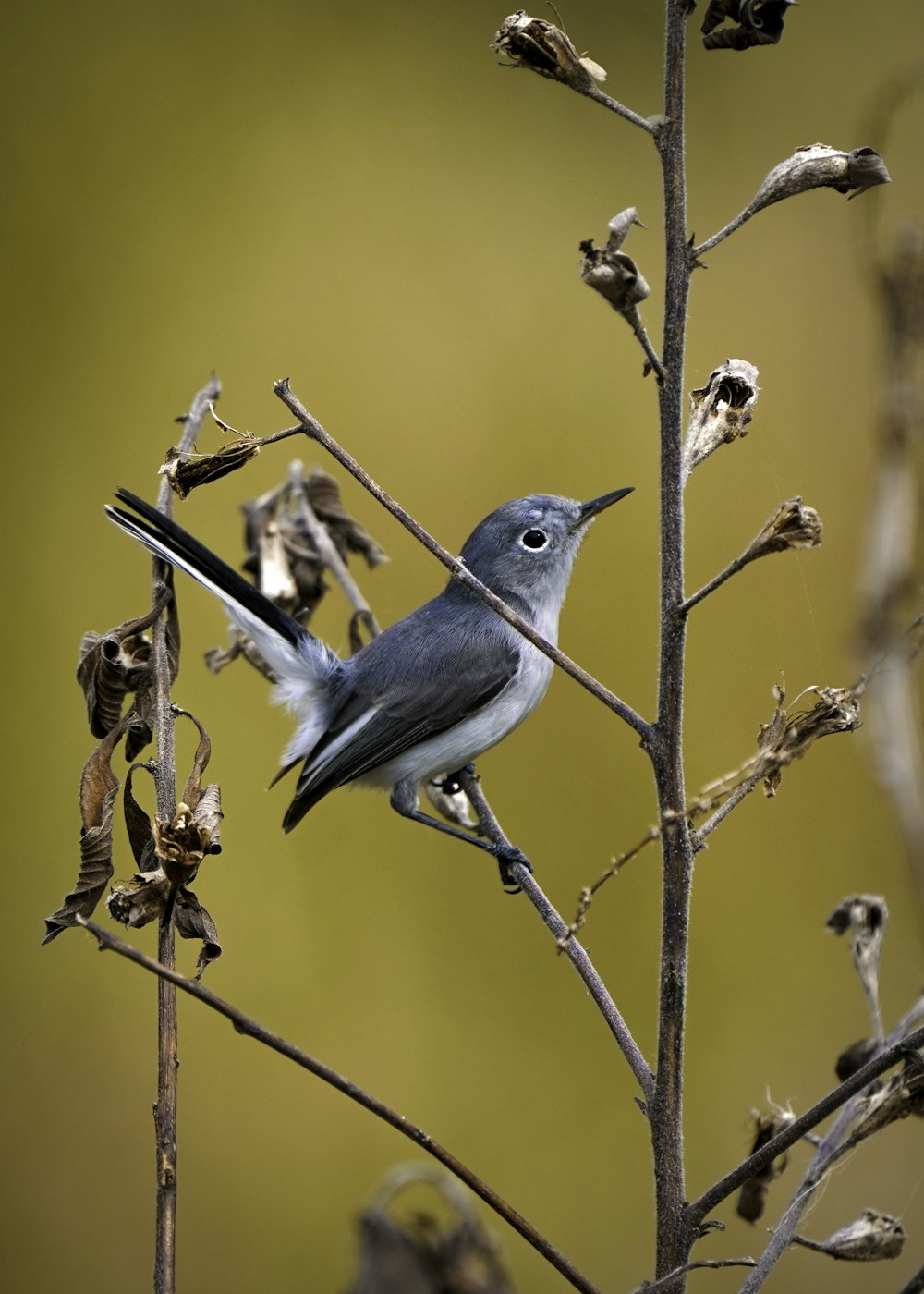 blue and white bird on brown tree branch