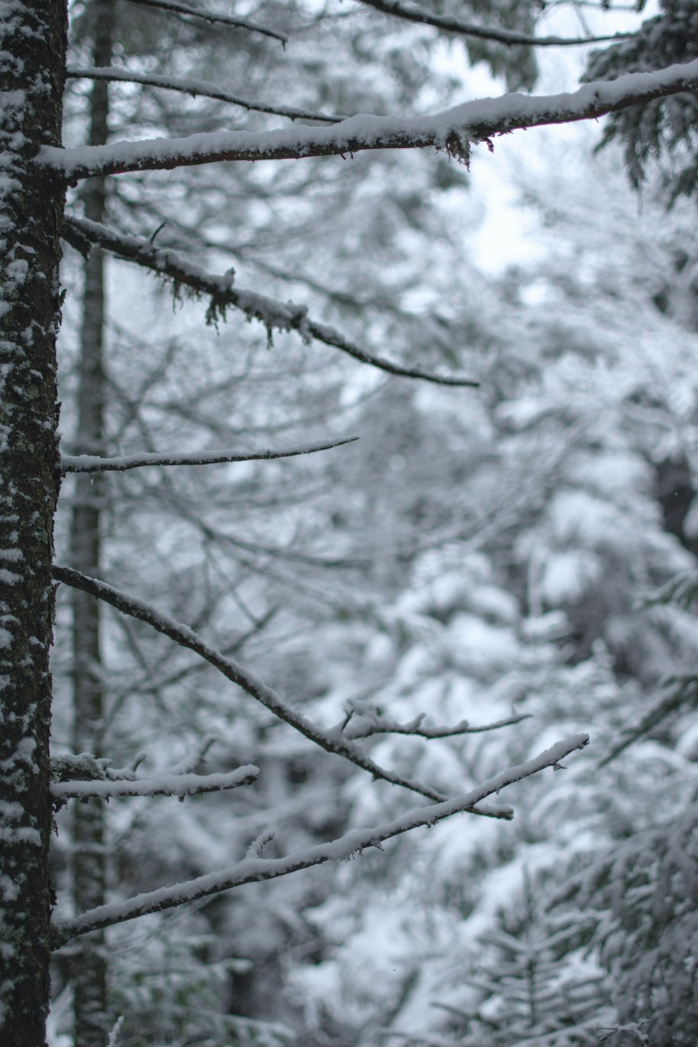 grayscale photo of tree branch