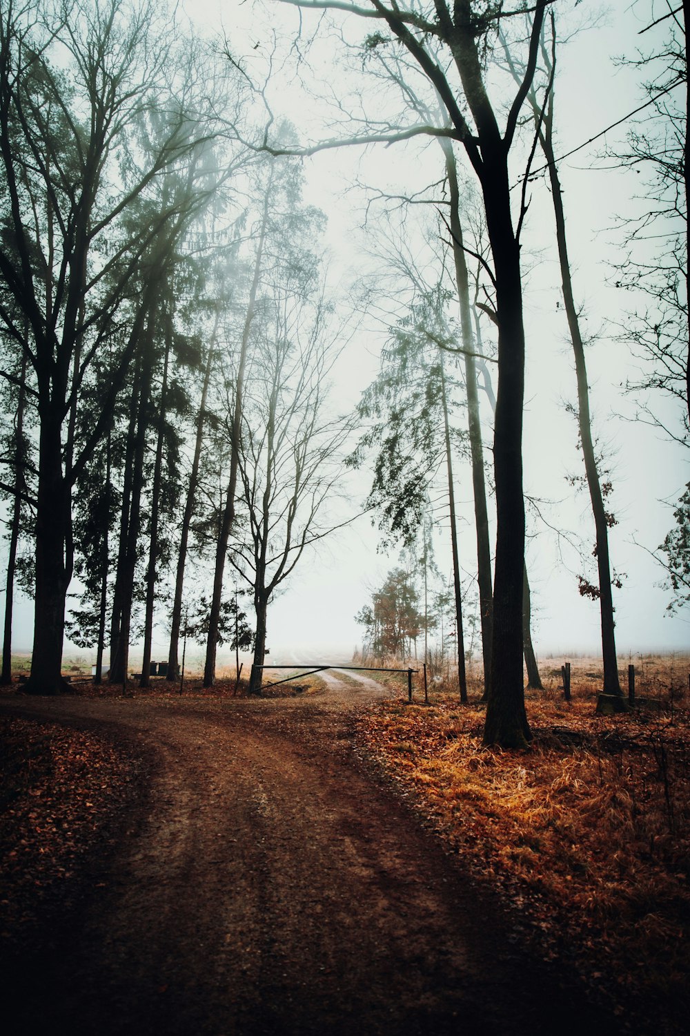 a dirt road in the middle of a forest