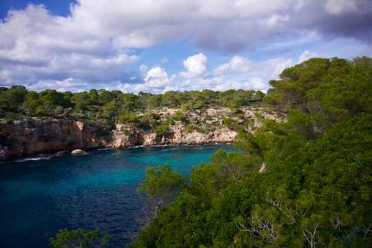 green trees near blue sea under blue sky and white clouds during daytime in Mallorca Spain
