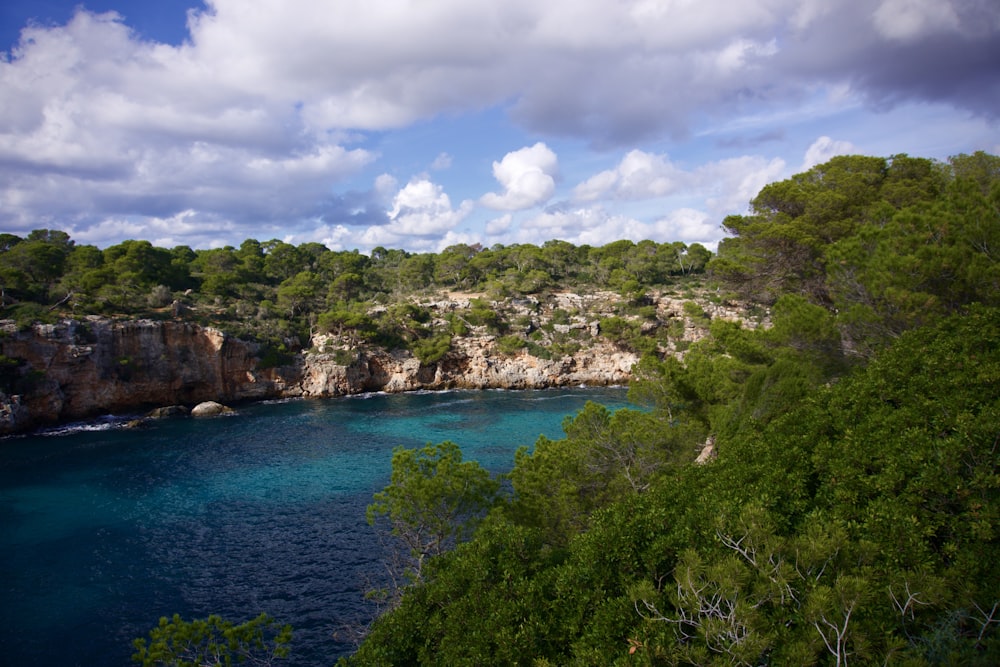 green trees near blue sea under blue sky and white clouds during daytime