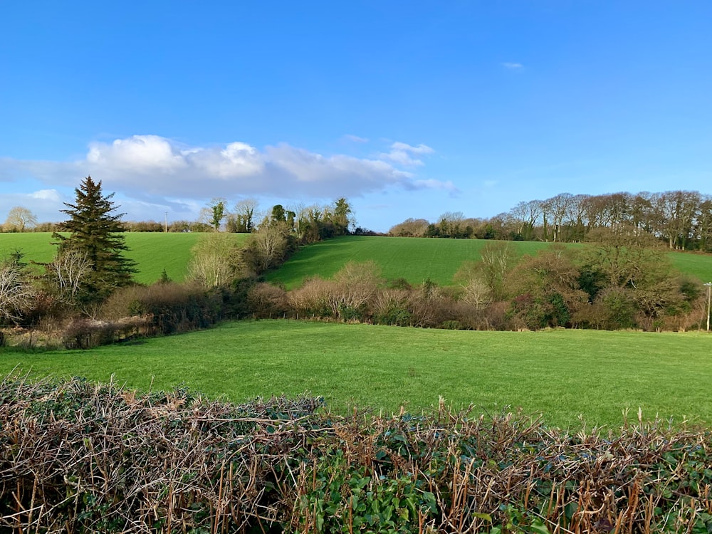 Grüne Wiese unter blauem Himmel während des Tages