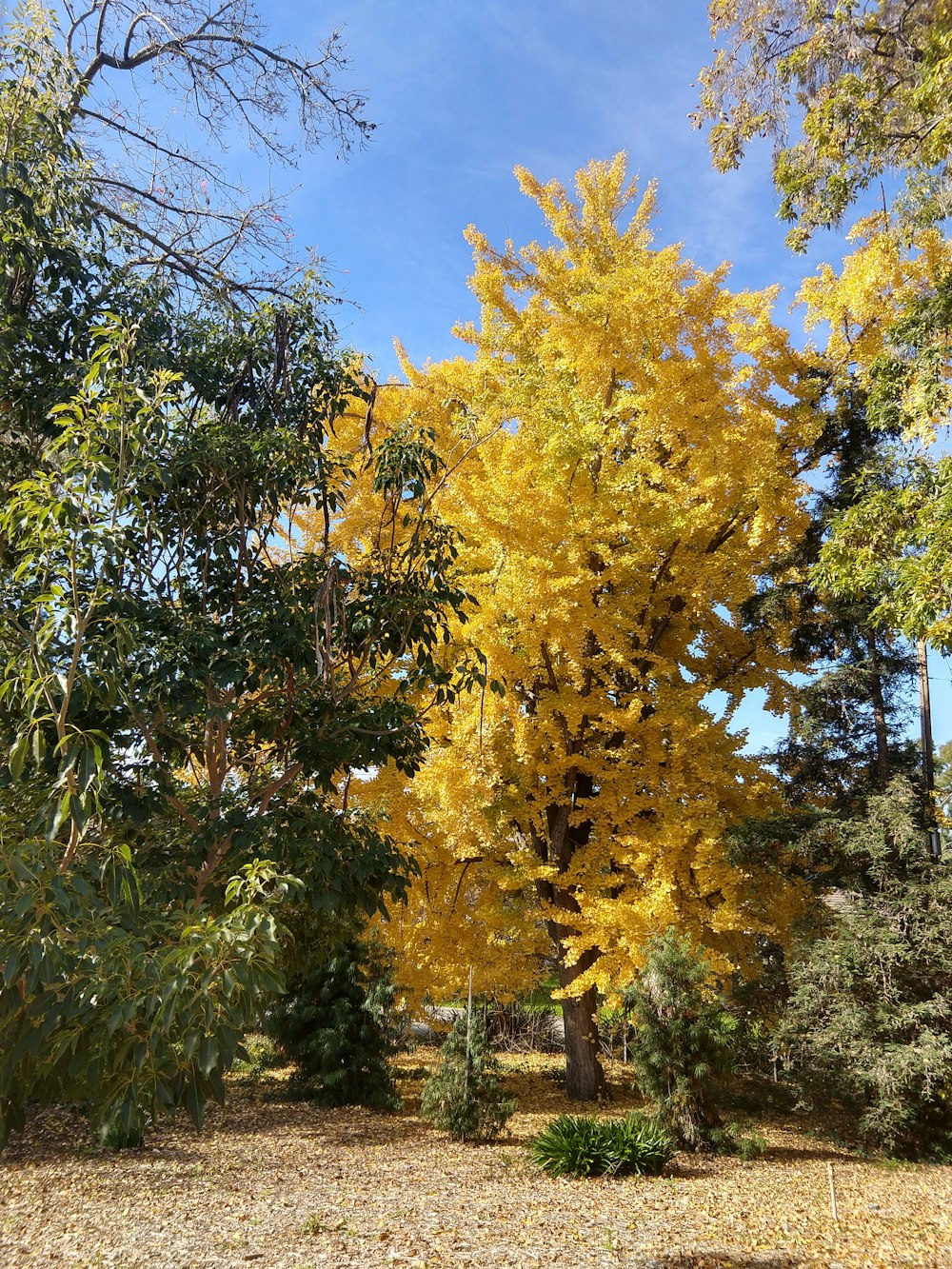 green and yellow tree under blue sky during daytime