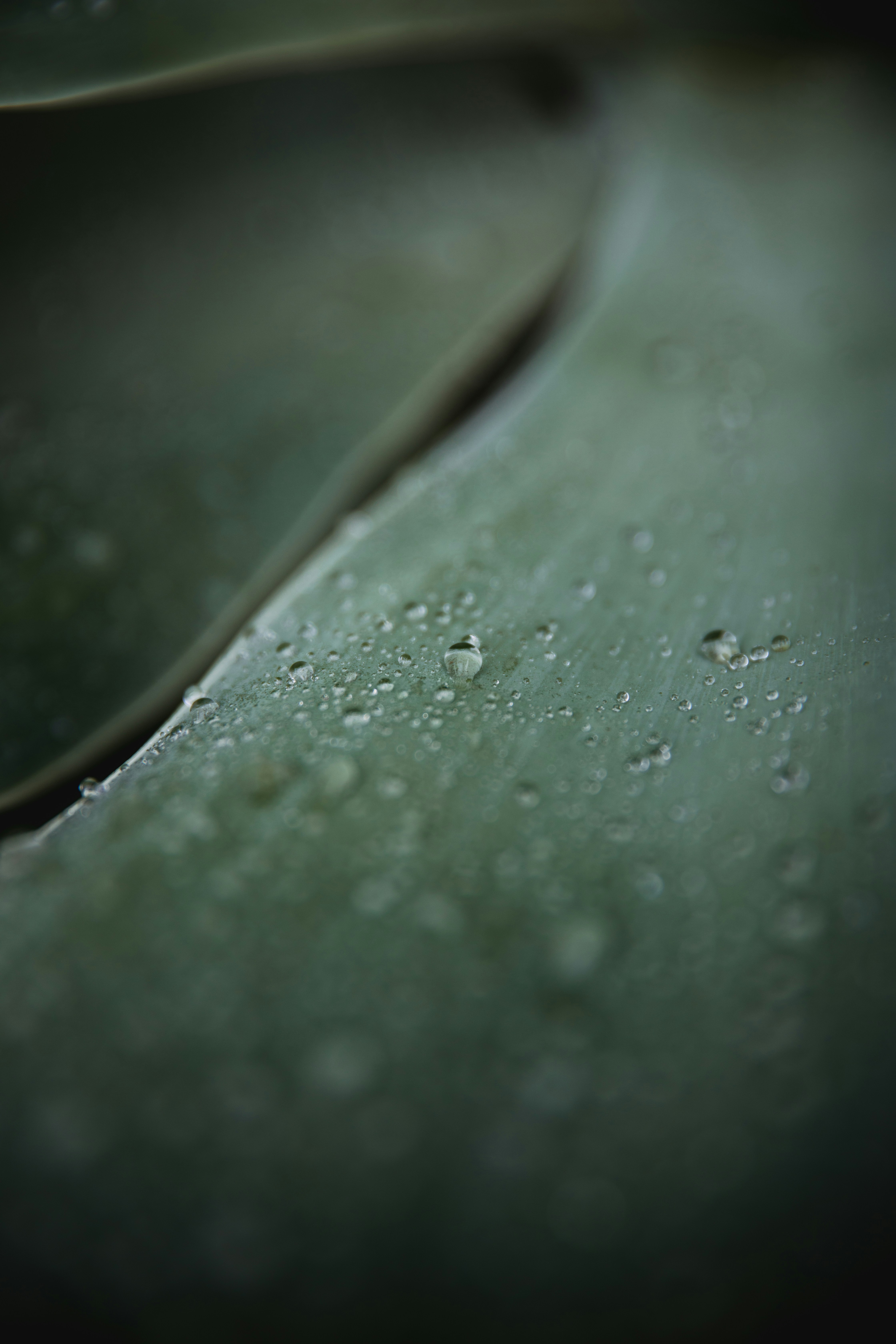 aloe vera gel texture, wallpaper, Best Aloe Vera Serum for Scalp Acne: Top Picks & Guide 6