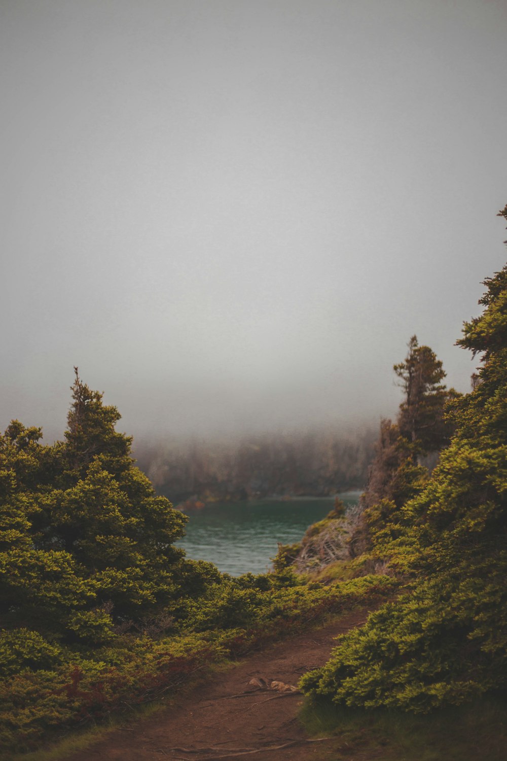 green trees on mountain near body of water during foggy day