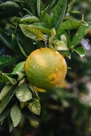 A close-up of a partially ripe citrus fruit hanging from a branch with lush green leaves. The fruit is a mix of green with patches of orange and has droplets of water on its surface, suggesting recent rain or dew.