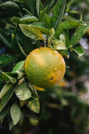 A close-up of a partially ripe citrus fruit hanging from a branch with lush green leaves. The fruit is a mix of green with patches of orange and has droplets of water on its surface, suggesting recent rain or dew.