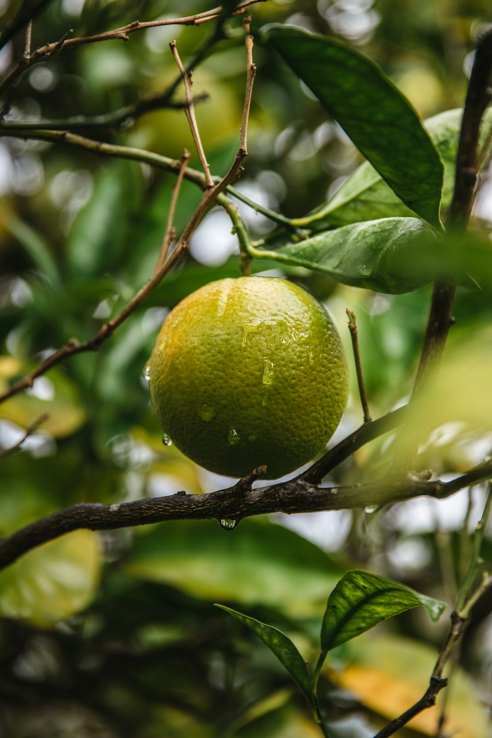 yellow round fruit on brown tree branch during daytime