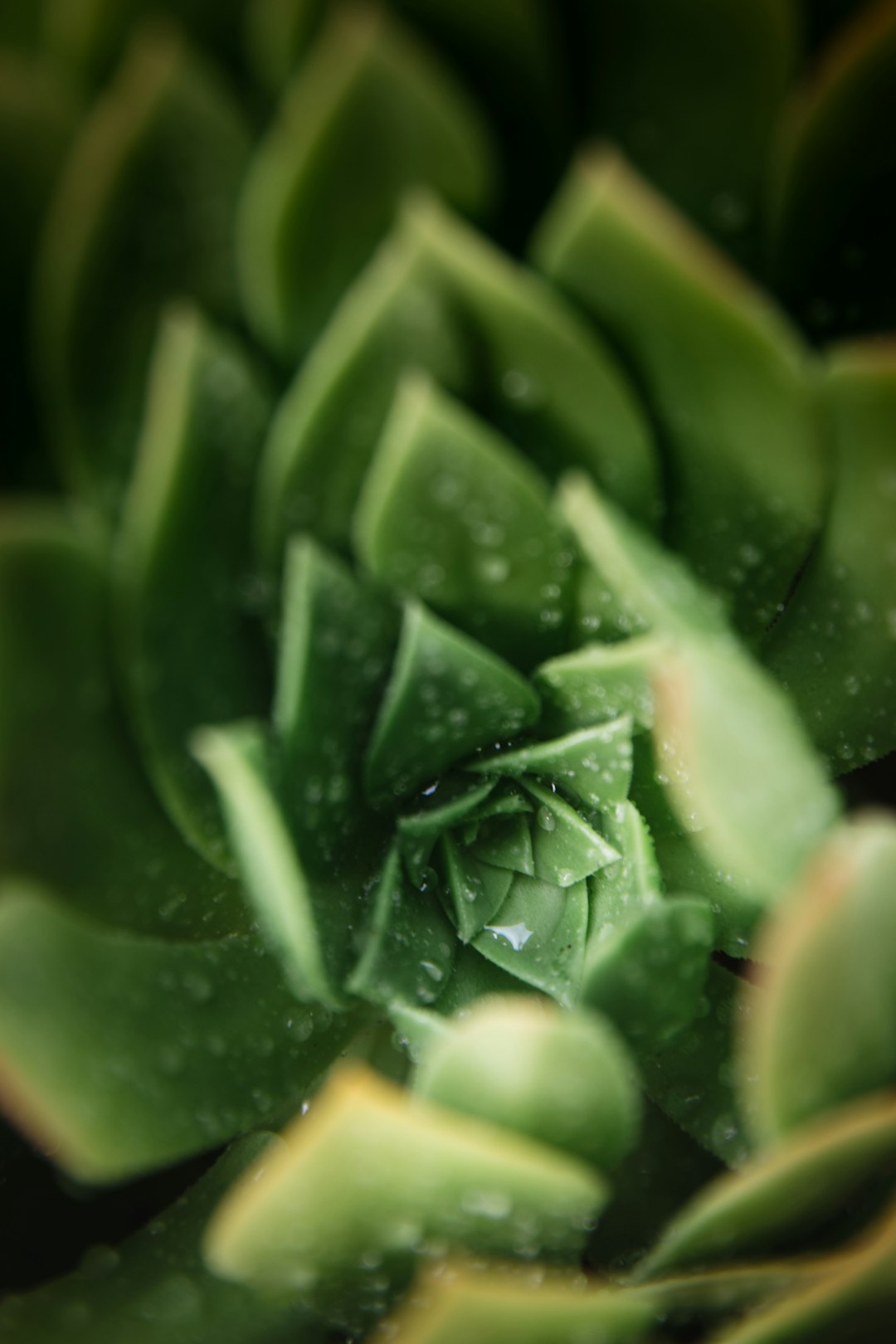 green plant in macro lens