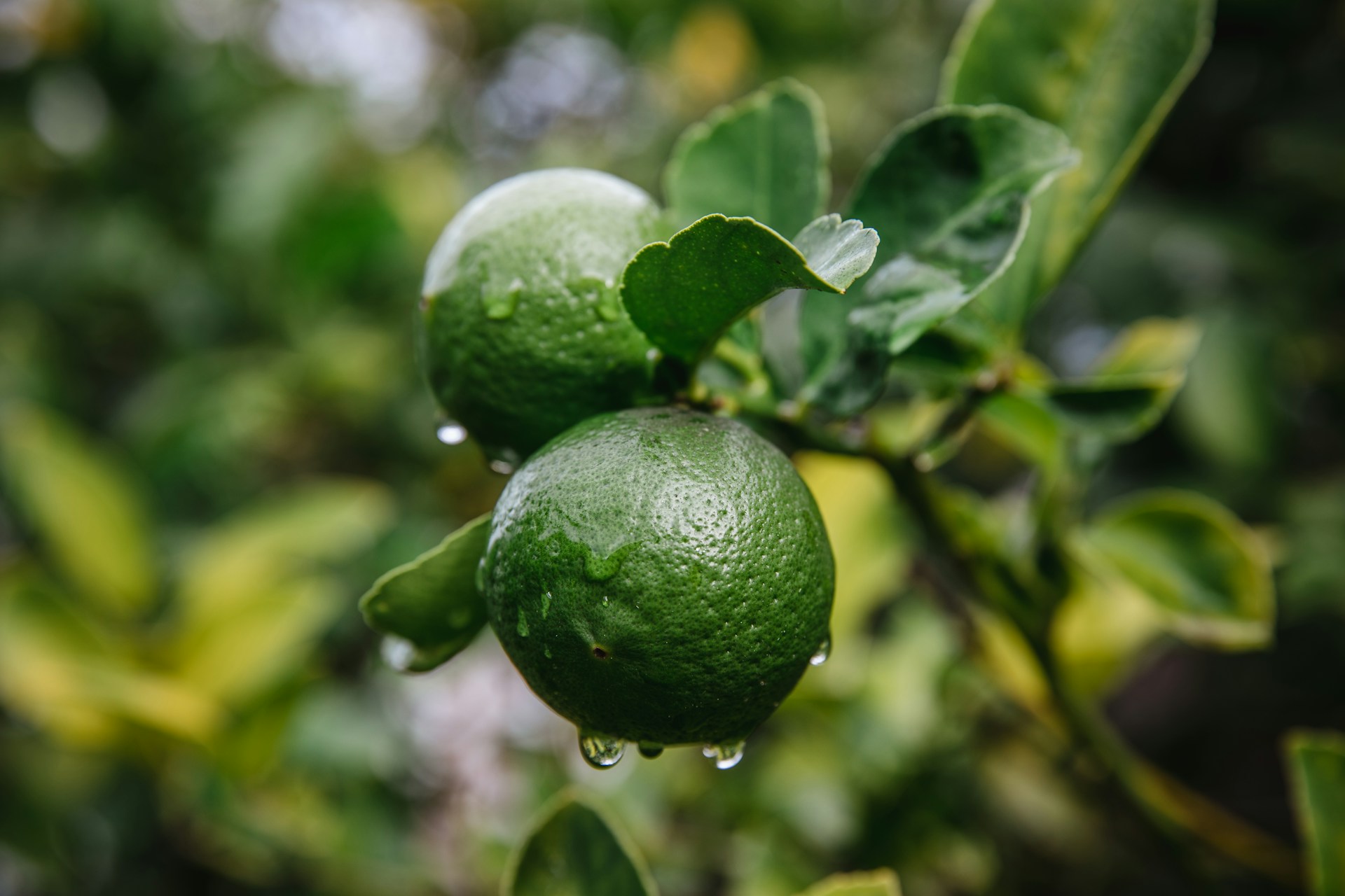 green round fruit in close up photography