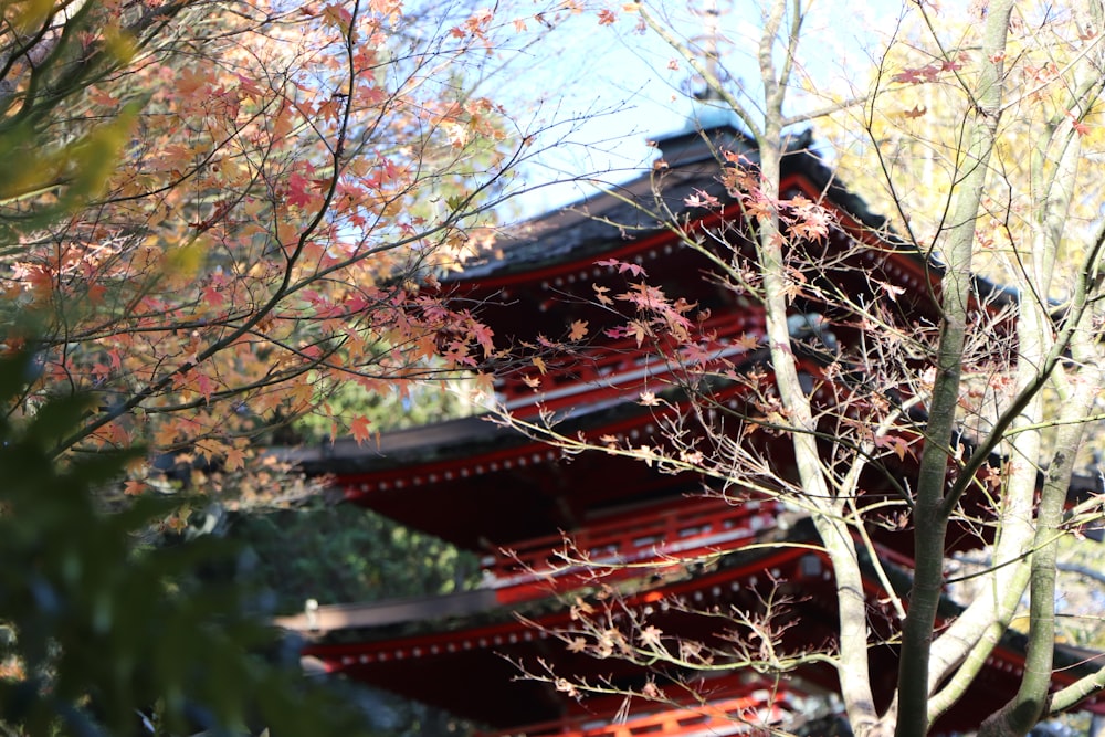 red and brown tree during daytime