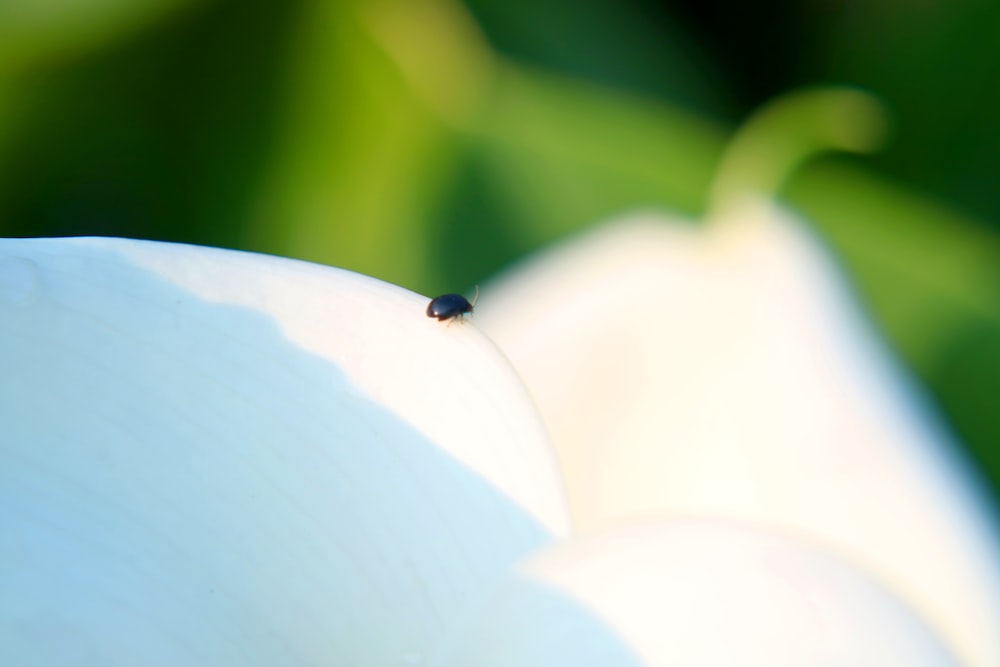 black and brown bug on white flower