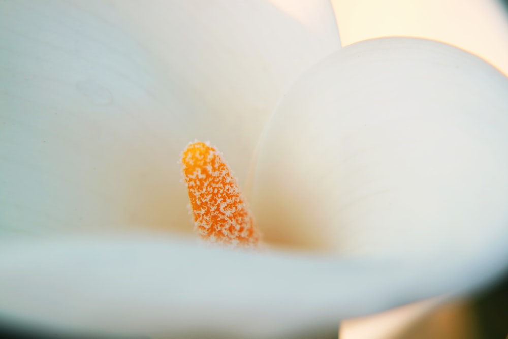 brown and white flower petals