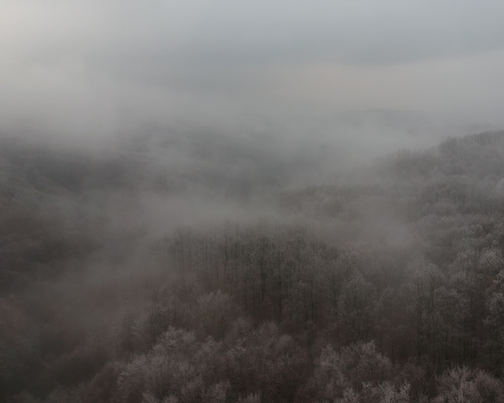 gray and brown trees under white clouds