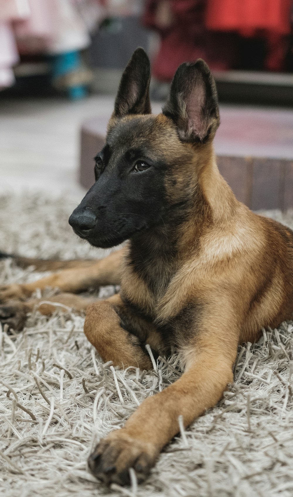 brown and black german shepherd puppy lying on ground covered with snow during daytime