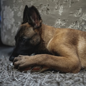 棕色和黑色短涂布狗躺在灰色和白色印花纺织品