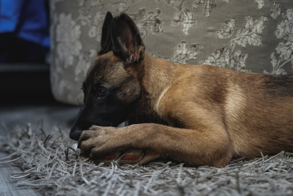 brown and black short coated dog lying on gray and white floral textile