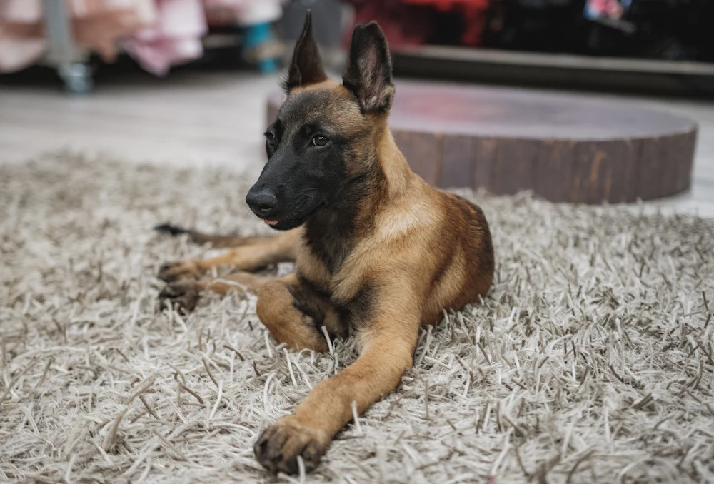 Belgian Shepherd Malinois, photo 4
