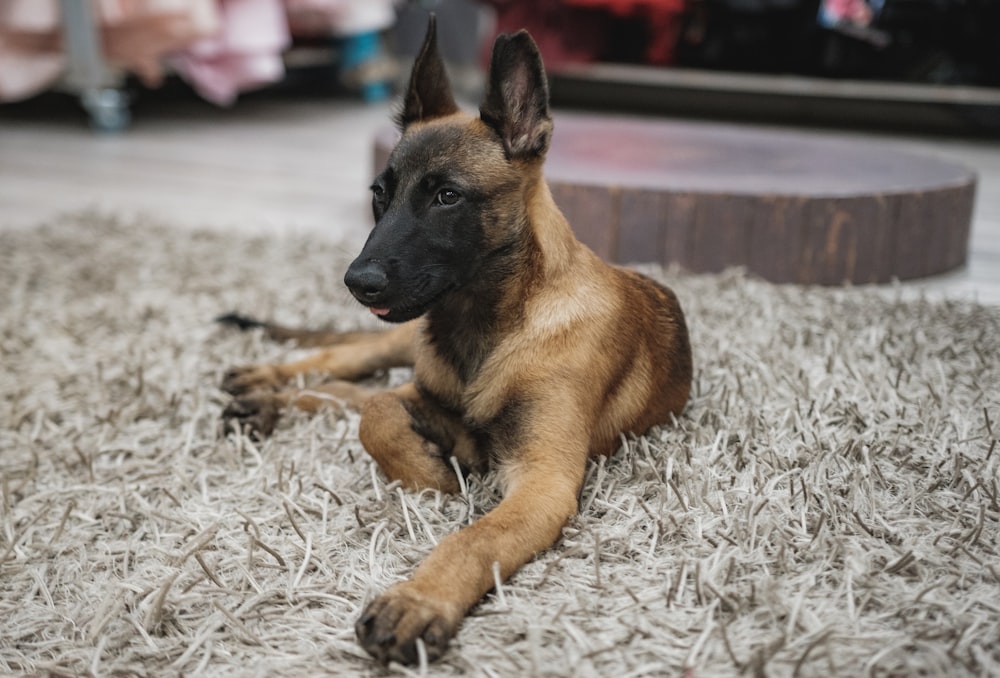 brown and black german shepherd lying on white and gray area rug