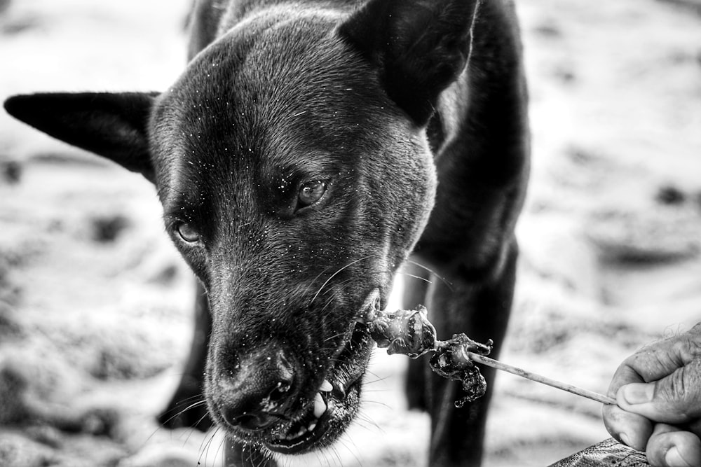 グレースケール写真の水滴を持つ黒いショートコートの犬