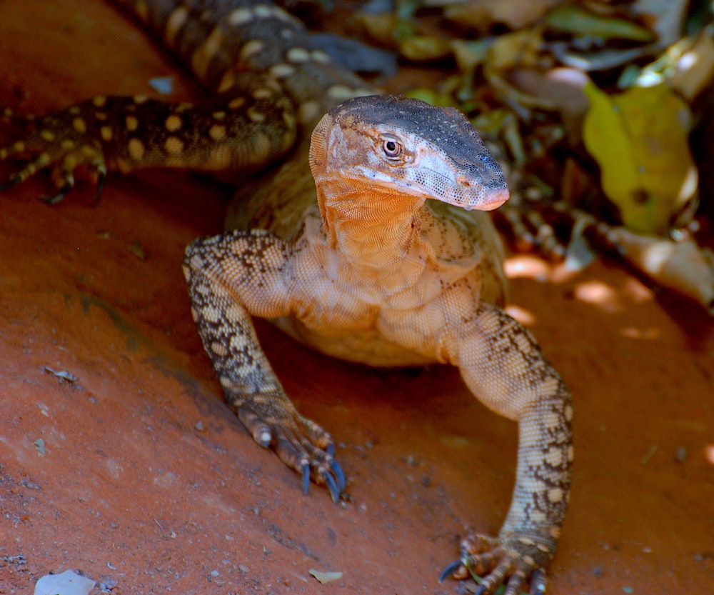 brown and black lizard on brown rock