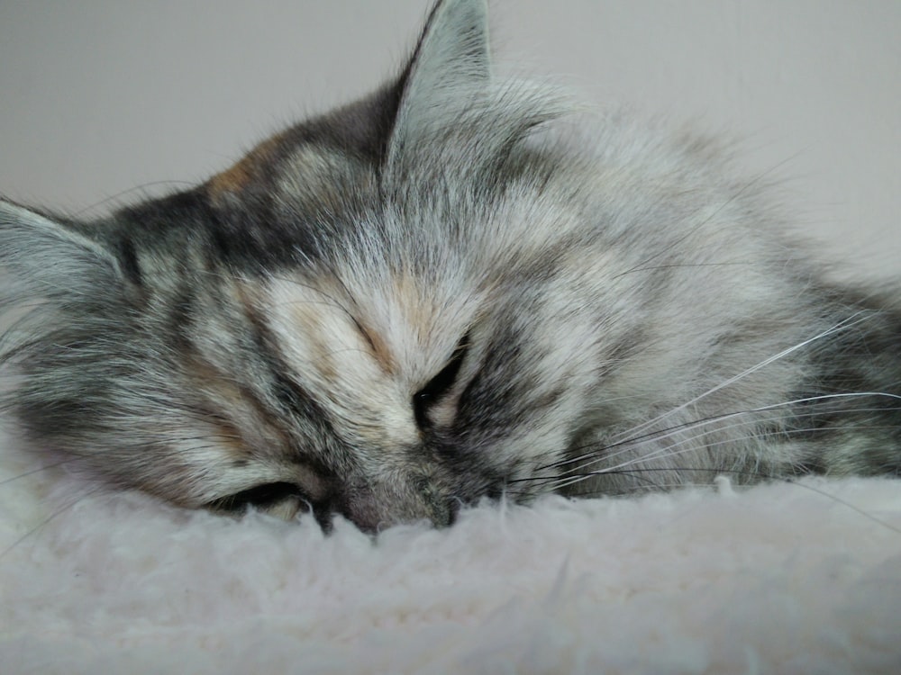 braun getigerte Katze liegt auf weißem Textil