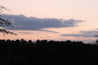 A serene outdoor scene with soft pastel skies and silhouetted trees.