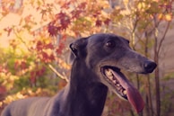 A greyhound dog with an open mouth and tongue out stands amidst autumn foliage, featuring vibrant red and orange leaves. The setting appears serene and natural.