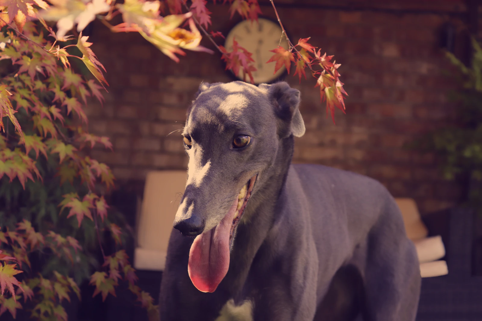 Black Greyhound resting on grass, photo by Dan on Unsplash
