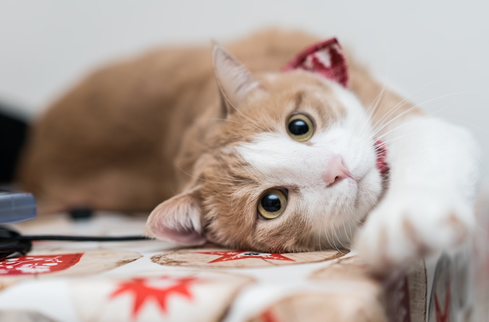 白と赤のテキスタイルに横たわるオレンジ色のぶち猫