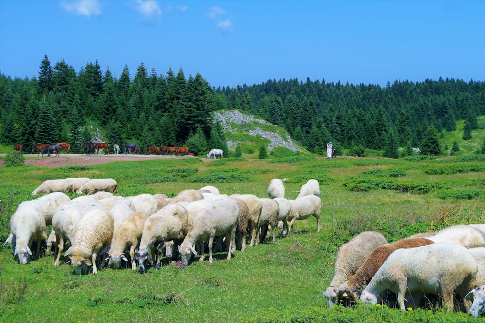 herd of sheep on green grass field during daytime