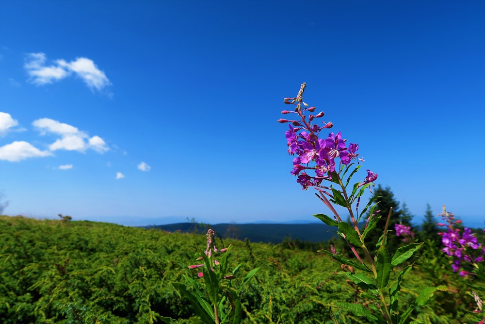 flor rosada en campo de hierba verde bajo cielo azul durante el día