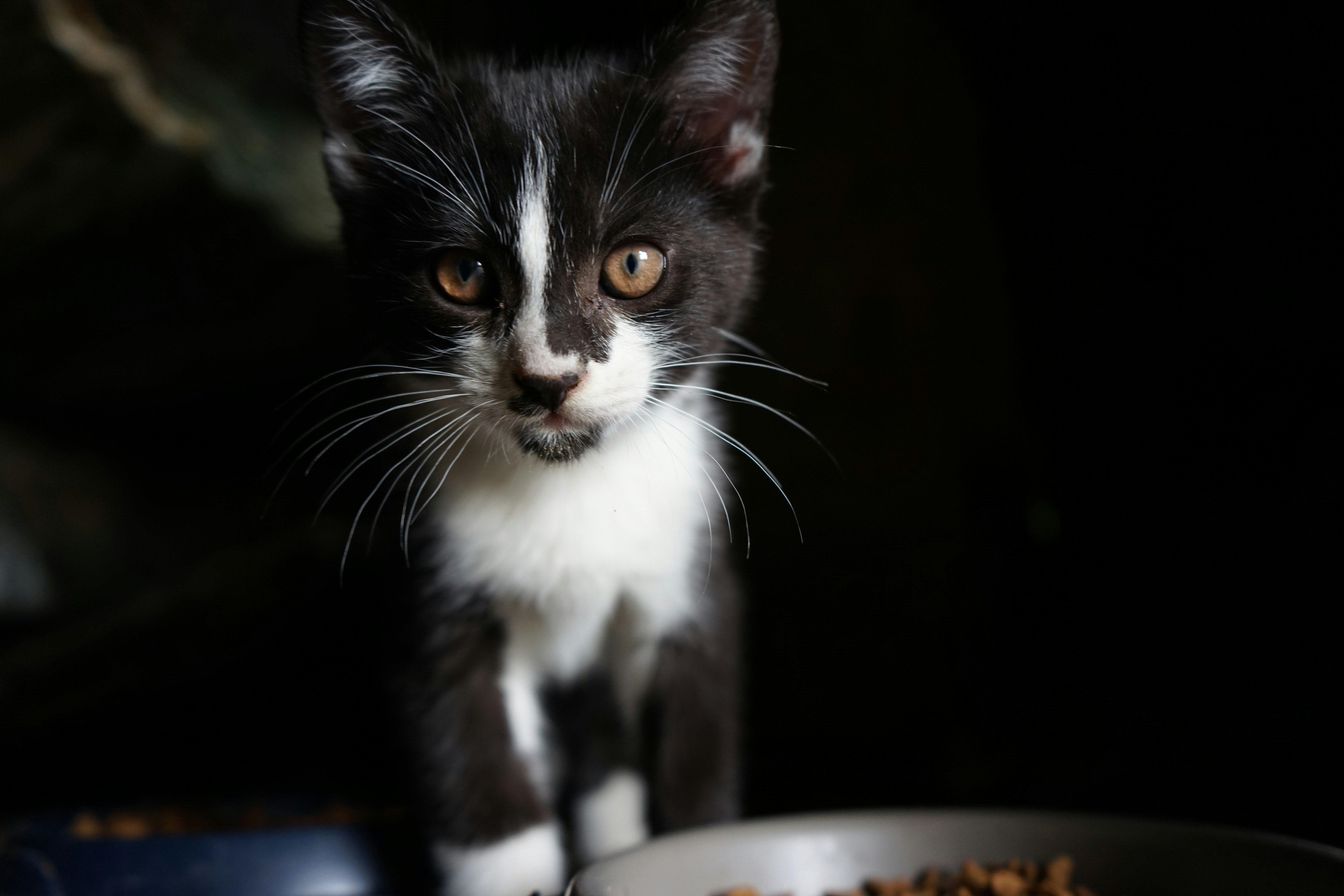 Healthy Kitten Food Brands in the US: 2026 Guide