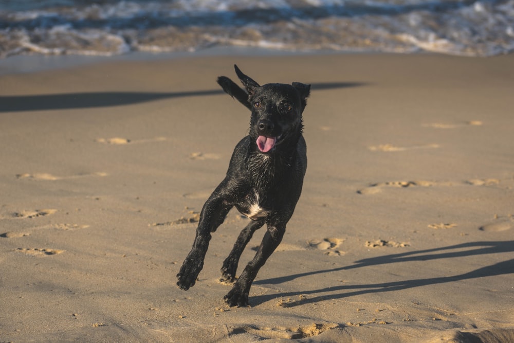 black short coat medium dog running on brown sand during daytime