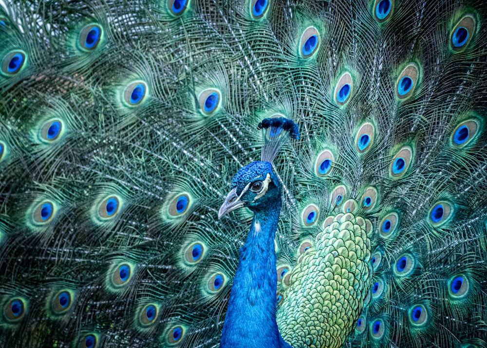 brown peacock on brown ground