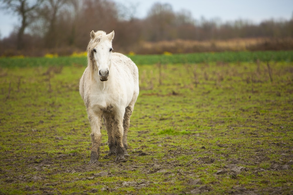 white horse on green grass field during daytime