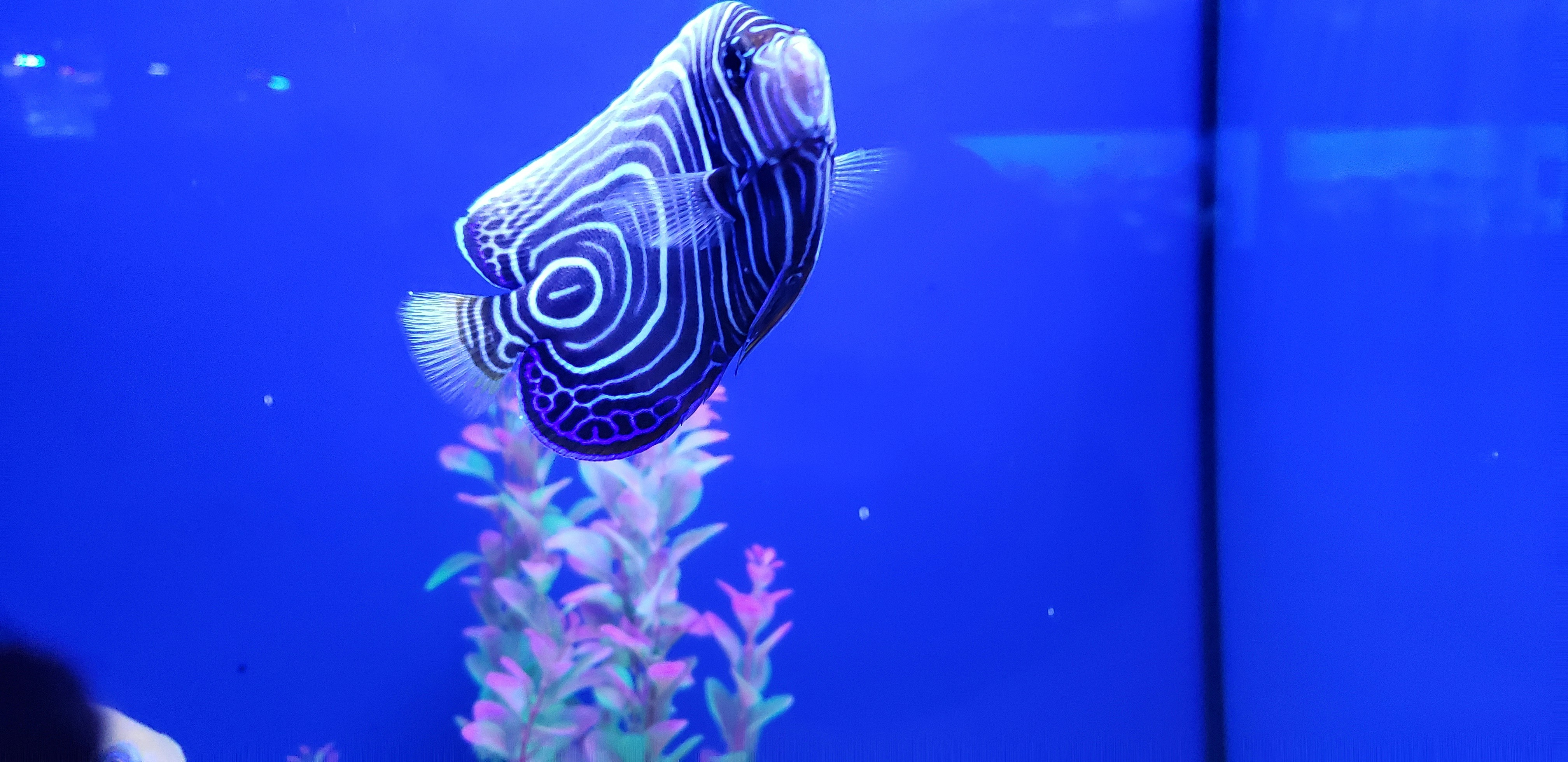 Ikan hitam dan putih di dalam air