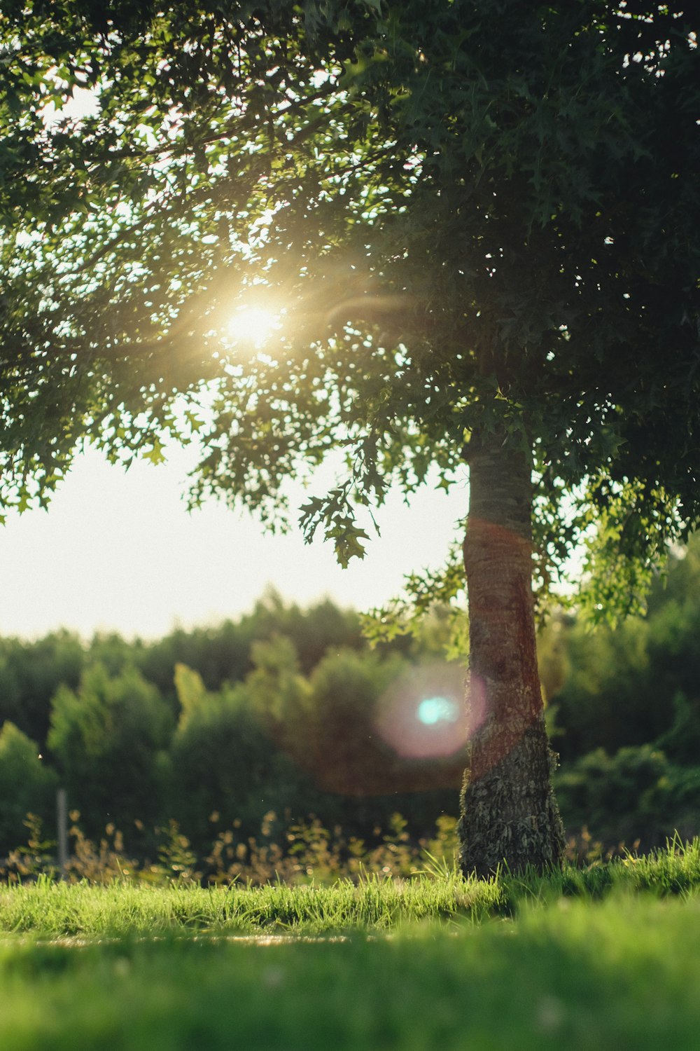 green trees under sunny sky