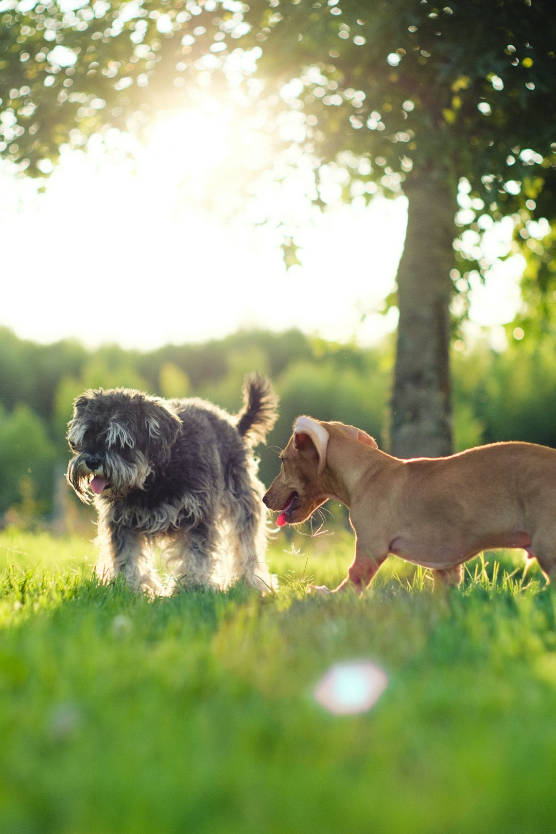 brown short coated dog on green grass field during daytime