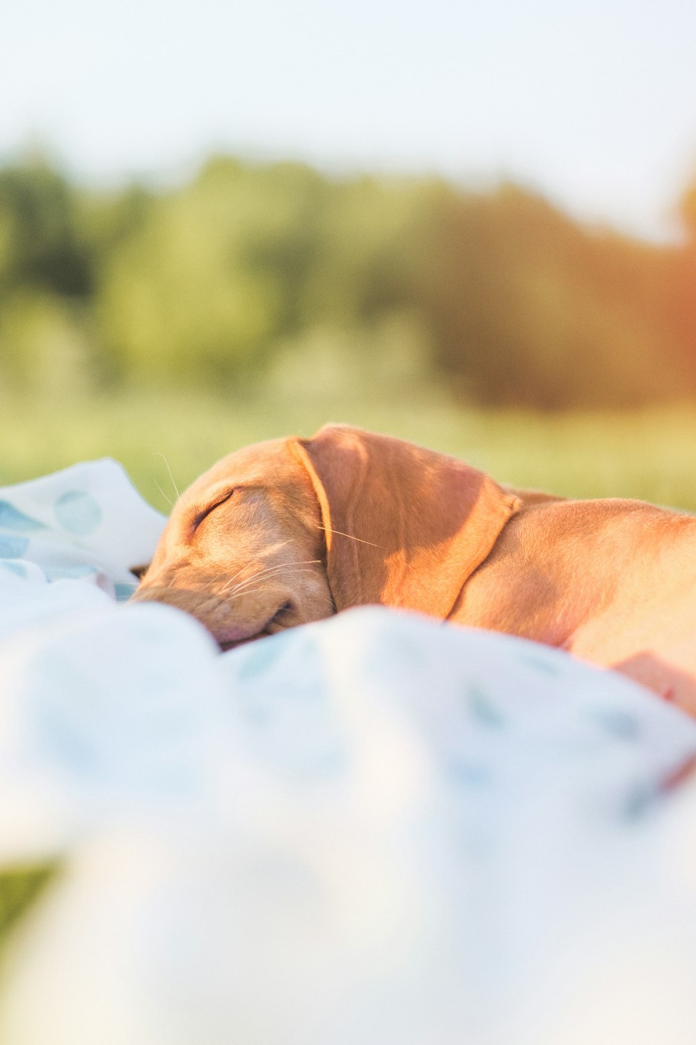 brown short coated dog lying on white textile