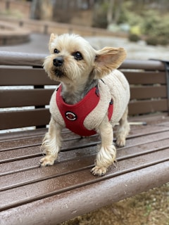 A small dog with light-colored fur stands on a wooden bench, wearing a red harness. The dog's ears are perked up and it appears to be alert. The bench has droplets of water on it, suggesting it may have rained recently. The background is blurred, likely depicting a park or garden area.