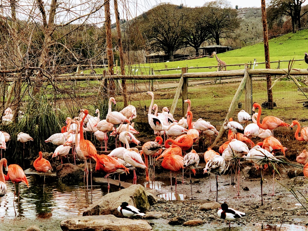 flock of flamingos on river during daytime