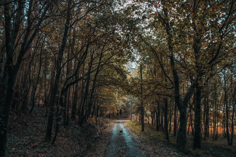 pathway between trees during daytime