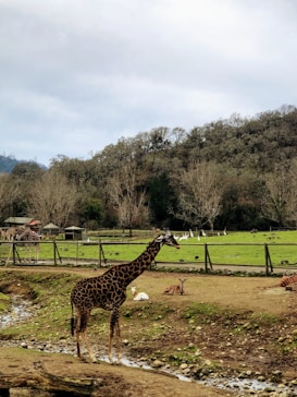 A giraffe stands in the foreground of a wildlife enclosure with a grassy area, surrounded by a wooden fence. In the background, a few other giraffes and some antelopes can be seen. The landscape includes a small creek running through rocky soil, and there are leafless trees with a dense forested hill area in the distance under a cloudy sky.