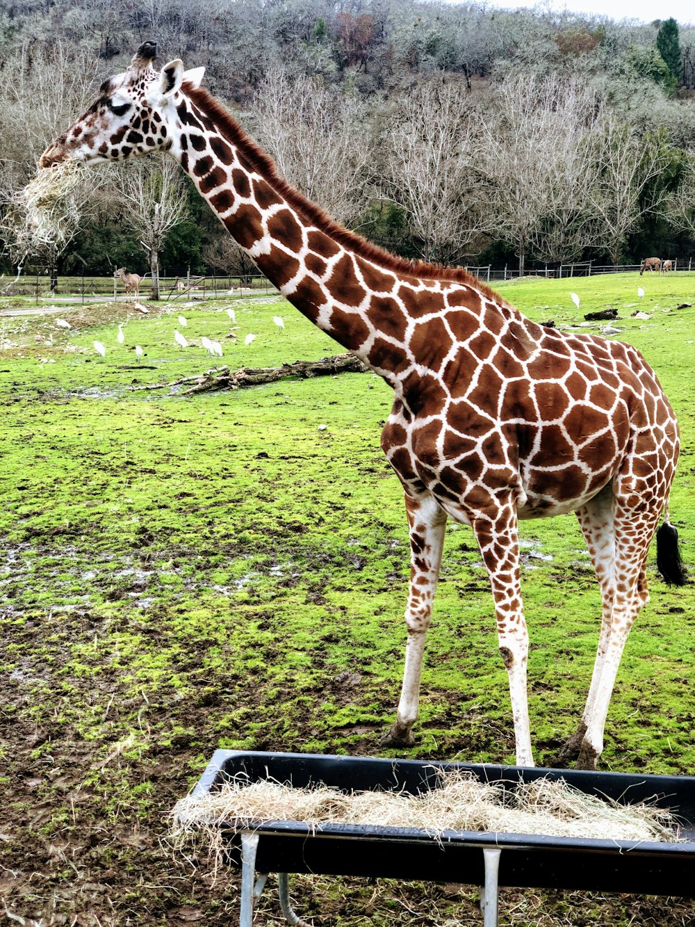 giraffe eating grass during daytime