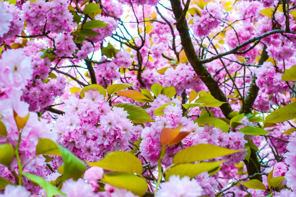 pink and yellow flowers on tree branch