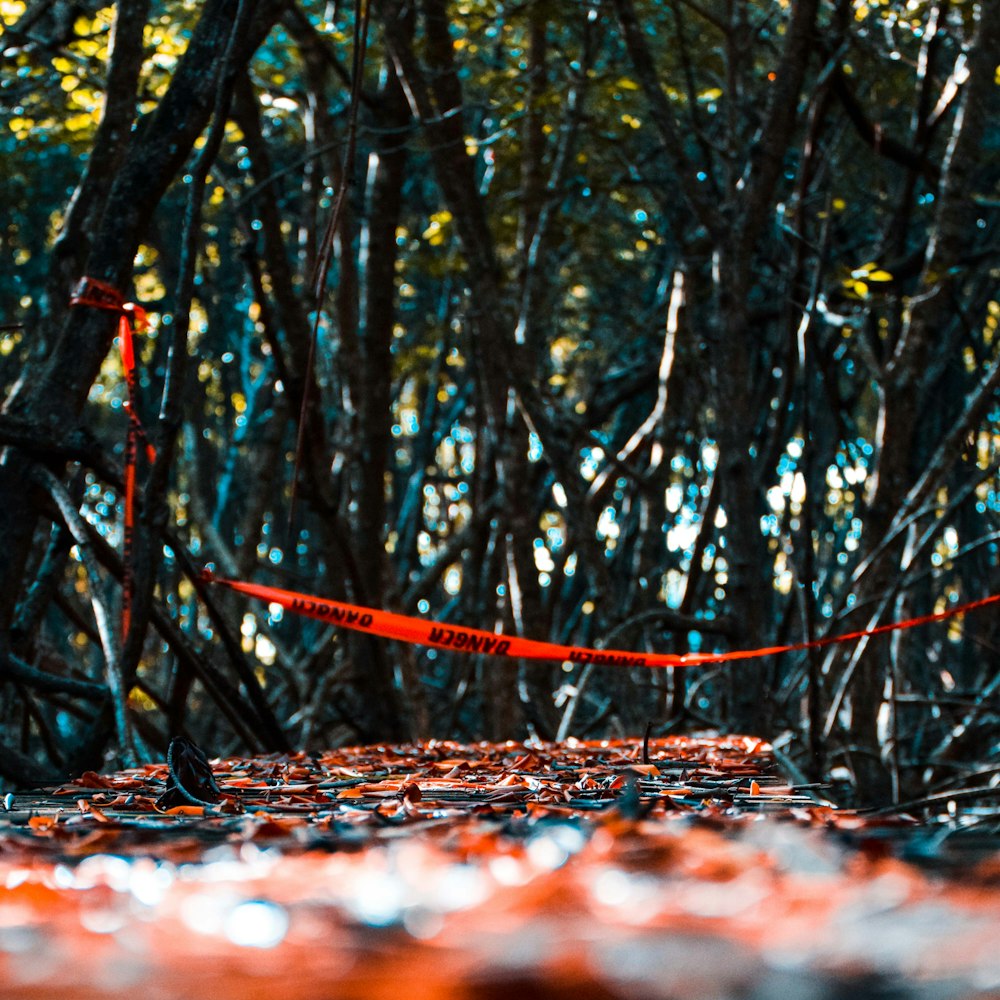 brown tree trunk with red leaves on ground