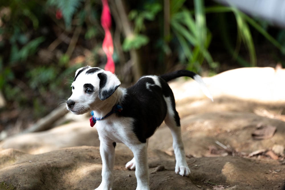 a small black and white puppy standing on a rock